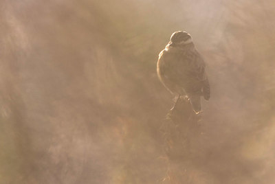 BUITEN BEELD Foto: 411722