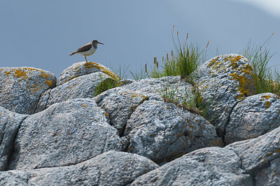 BUITEN BEELD Foto: 411739