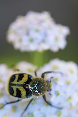 BUITEN BEELD Foto: 411767