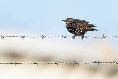 BUITEN BEELD Foto: 411784