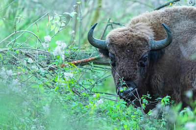 BUITEN BEELD Foto: 411789