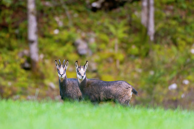 BUITEN BEELD Foto: 411795