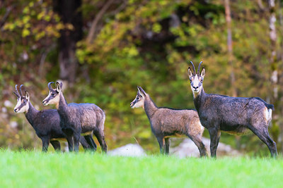 BUITEN BEELD Foto: 411819