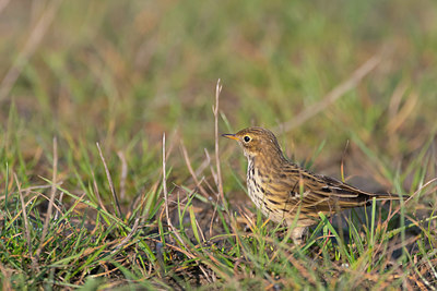 BUITEN BEELD Foto: 411824