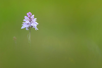 BUITEN BEELD Foto: 411831