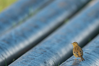 BUITEN BEELD Foto: 411851