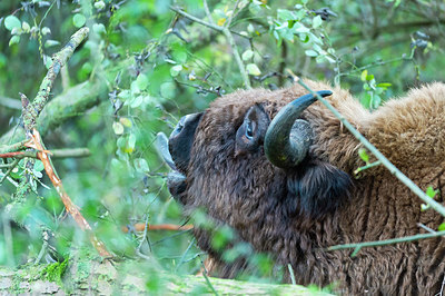 BUITEN BEELD Foto: 411864