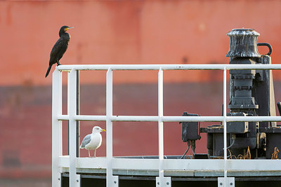 BUITEN BEELD Foto: 411867