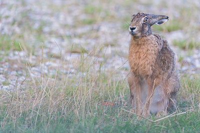 BUITEN BEELD Foto: 411872