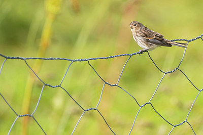 BUITEN BEELD Foto: 411880