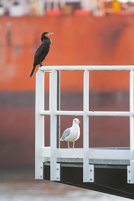 BUITEN BEELD Foto: 411893