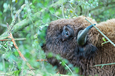 BUITEN BEELD Foto: 411915