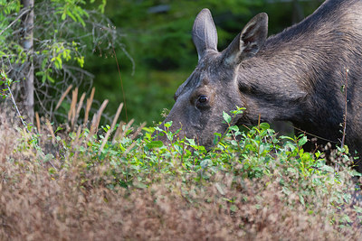 BUITEN BEELD Foto: 411929