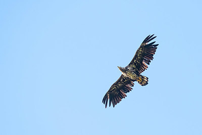 BUITEN BEELD Foto: 411990