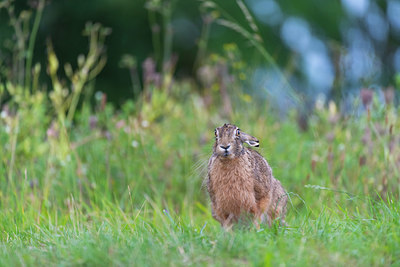 BUITEN BEELD Foto: 412062