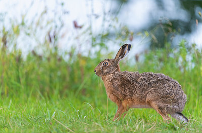 BUITEN BEELD Foto: 412064