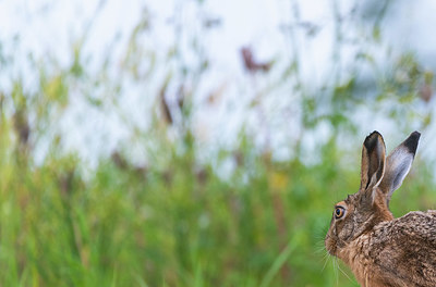 BUITEN BEELD Foto: 412065