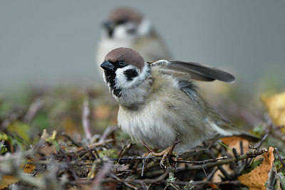 BUITEN BEELD Foto: 412069