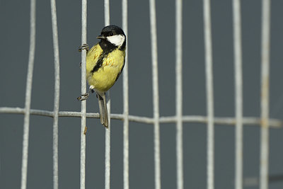 BUITEN BEELD Foto: 412070