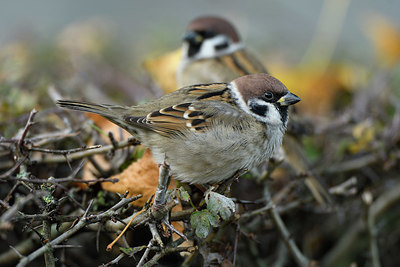 BUITEN BEELD Foto: 412076