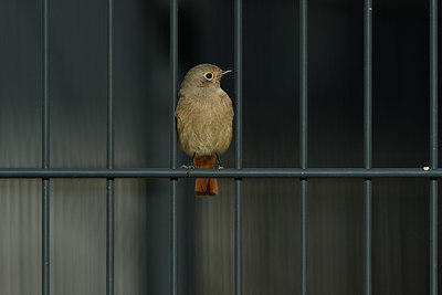 BUITEN BEELD Foto: 412077