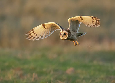 BUITEN BEELD Foto: 412098
