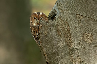 BUITEN BEELD Foto: 412264
