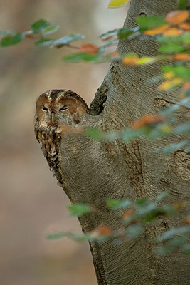 BUITEN BEELD Foto: 412265