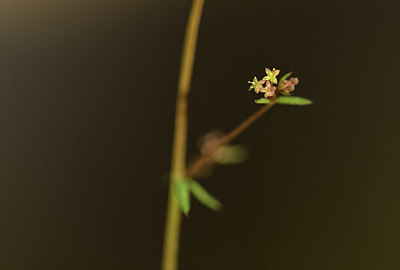 BUITEN BEELD Foto: 412310