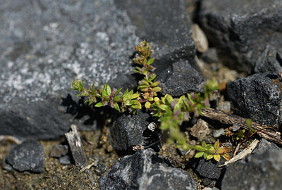BUITEN BEELD Foto: 412311