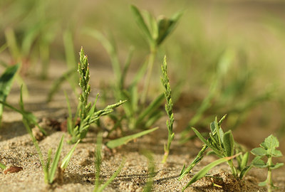 BUITEN BEELD Foto: 412321