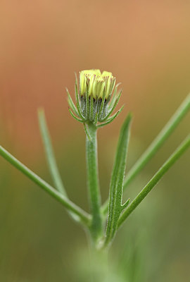 BUITEN BEELD Foto: 412327