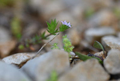 BUITEN BEELD Foto: 412328