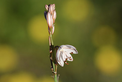 BUITEN BEELD Foto: 412337