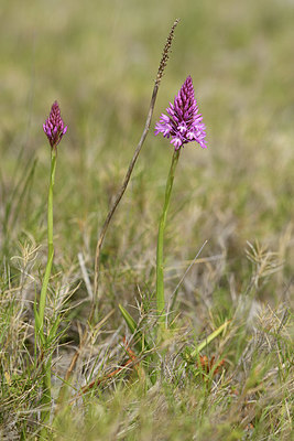 BUITEN BEELD Foto: 412345