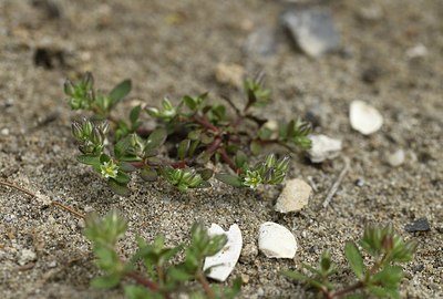 BUITEN BEELD Foto: 412349