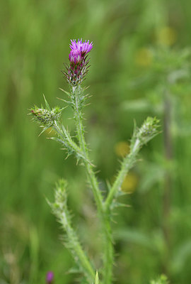 BUITEN BEELD Foto: 412350
