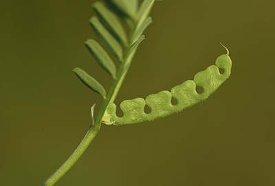 BUITEN BEELD Foto: 412355
