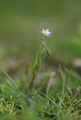 BUITEN BEELD Foto: 412357