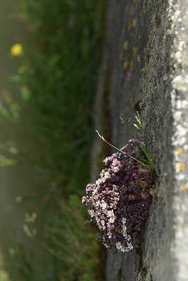 BUITEN BEELD Foto: 412367