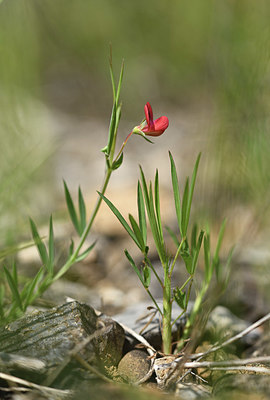 BUITEN BEELD Foto: 412371