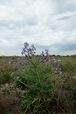 BUITEN BEELD Foto: 412382