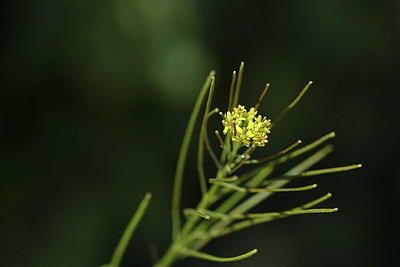 BUITEN BEELD Foto: 412385