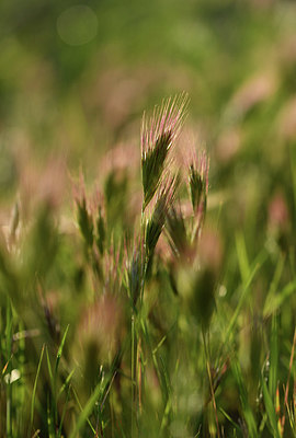 BUITEN BEELD Foto: 412390