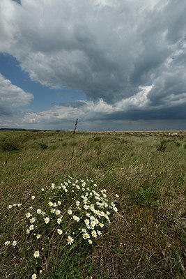 BUITEN BEELD Foto: 412398