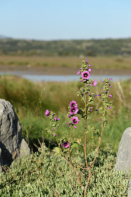 BUITEN BEELD Foto: 412401