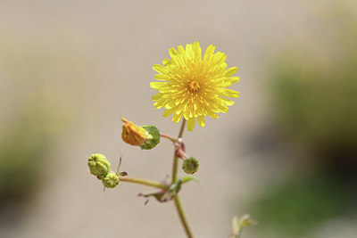 BUITEN BEELD Foto: 412407