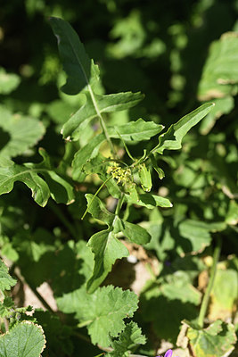 BUITEN BEELD Foto: 412412