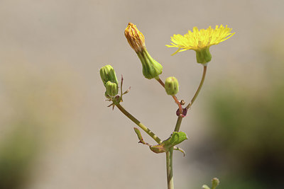 BUITEN BEELD Foto: 412413