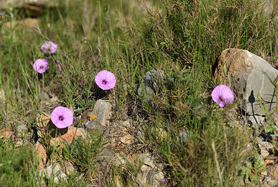 BUITEN BEELD Foto: 412418